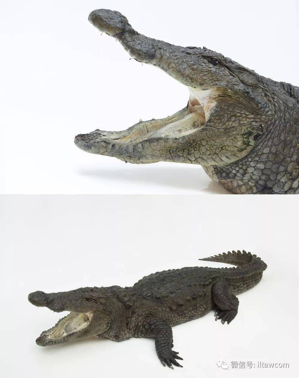 鳄鱼-横跨2亿年的孑遗生物