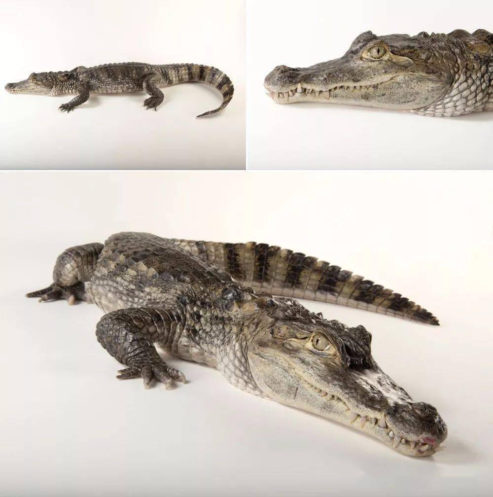 caiman crocodilus