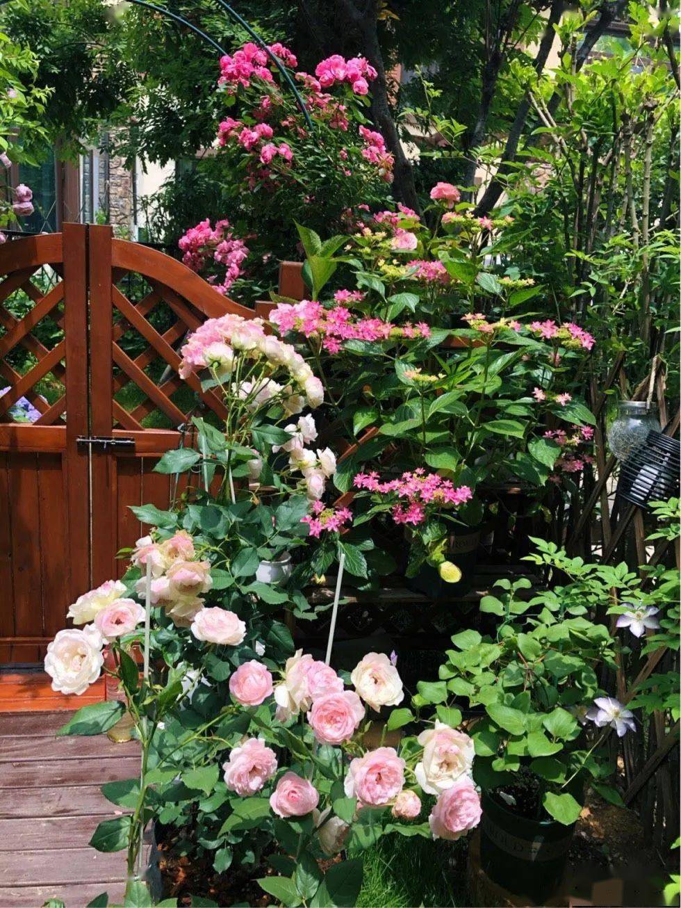 今天给大家看看我家小花园的全貌