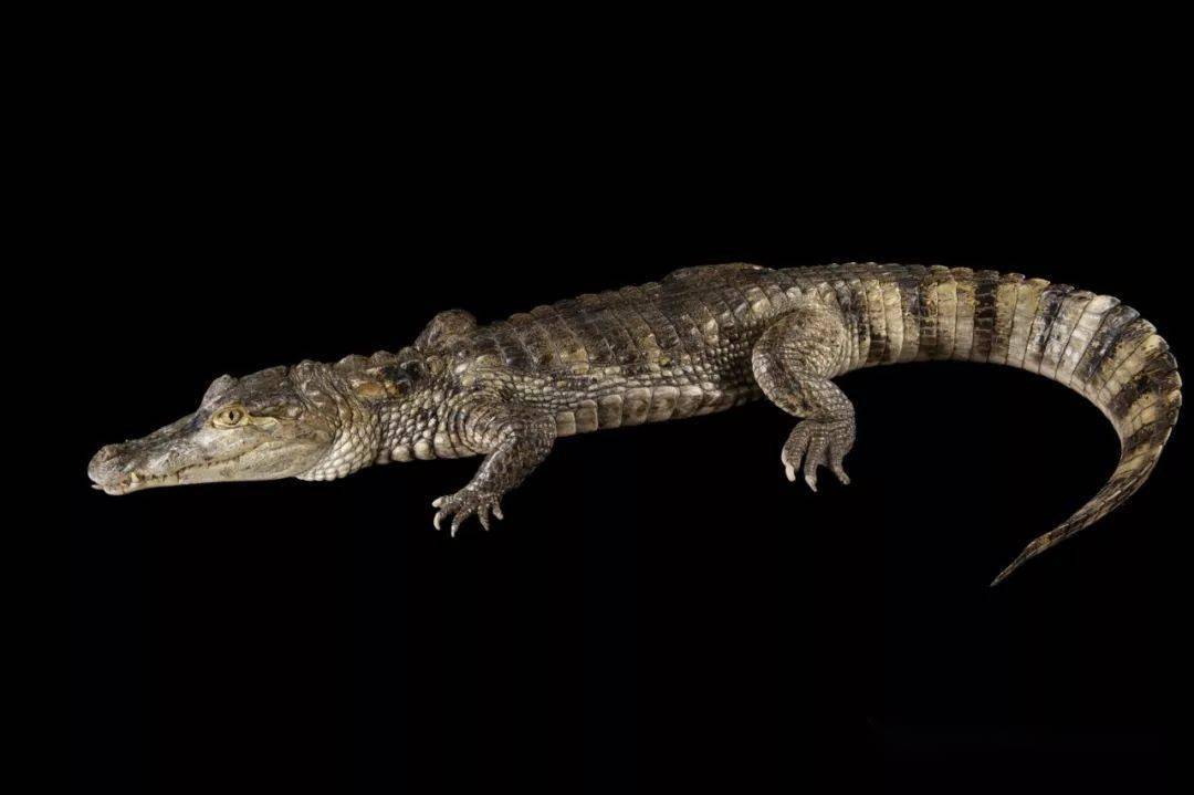 caiman crocodilus眼镜凯门鳄扬子鳄生活在温带低海拔的河流和沼泽