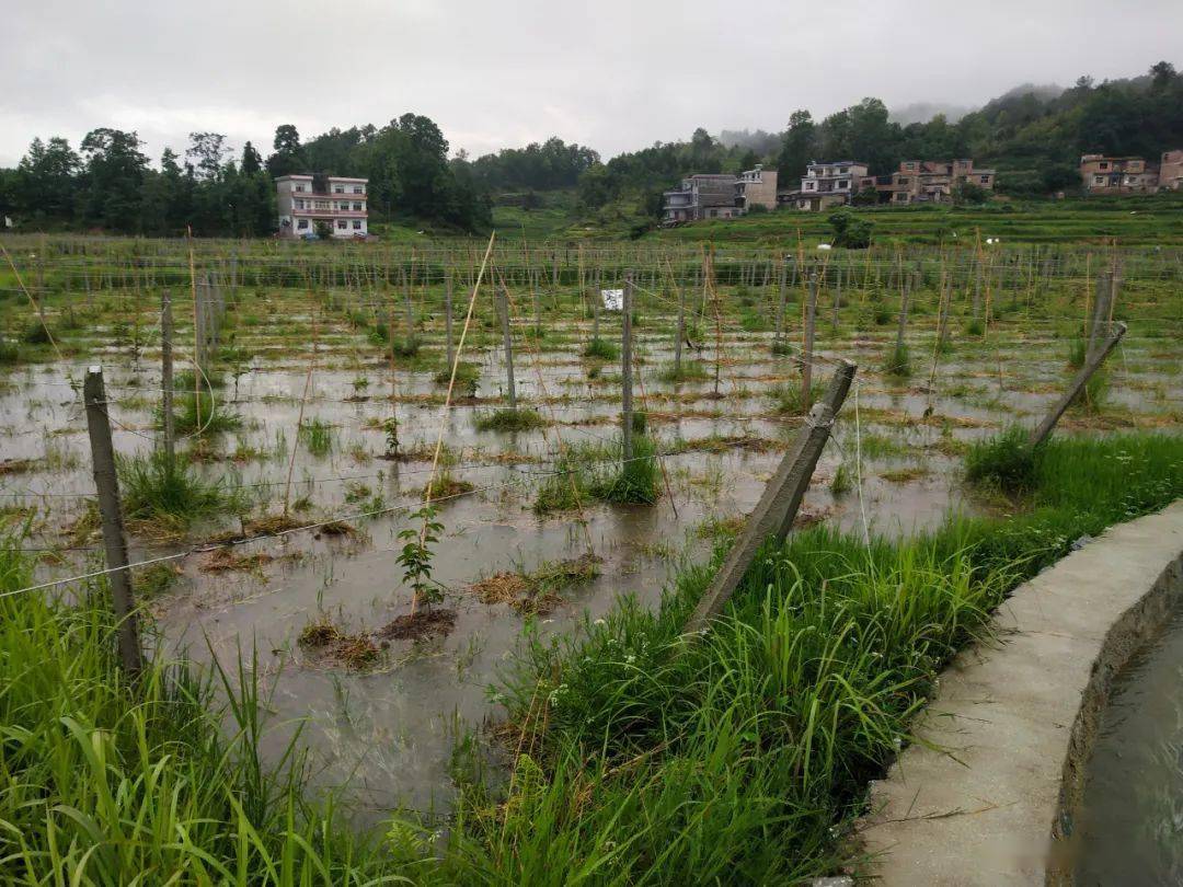 紫雲縣壩羊鎮紅院村洛河(陳家倫/攝)貴定縣沿山鎮星溪村道路被淹(覃曉