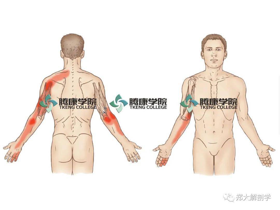 肘内侧疼痛六块肌肉