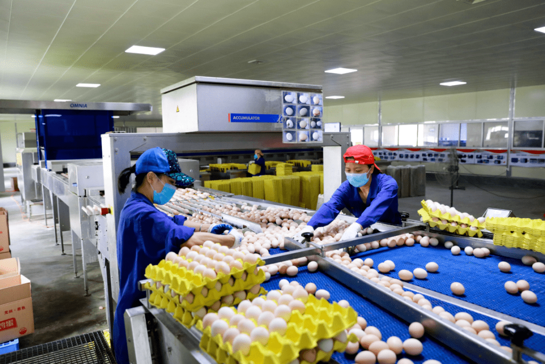 【扶贫印记】广西梧州龙圩区:"公司 "模式发展养鸡产业