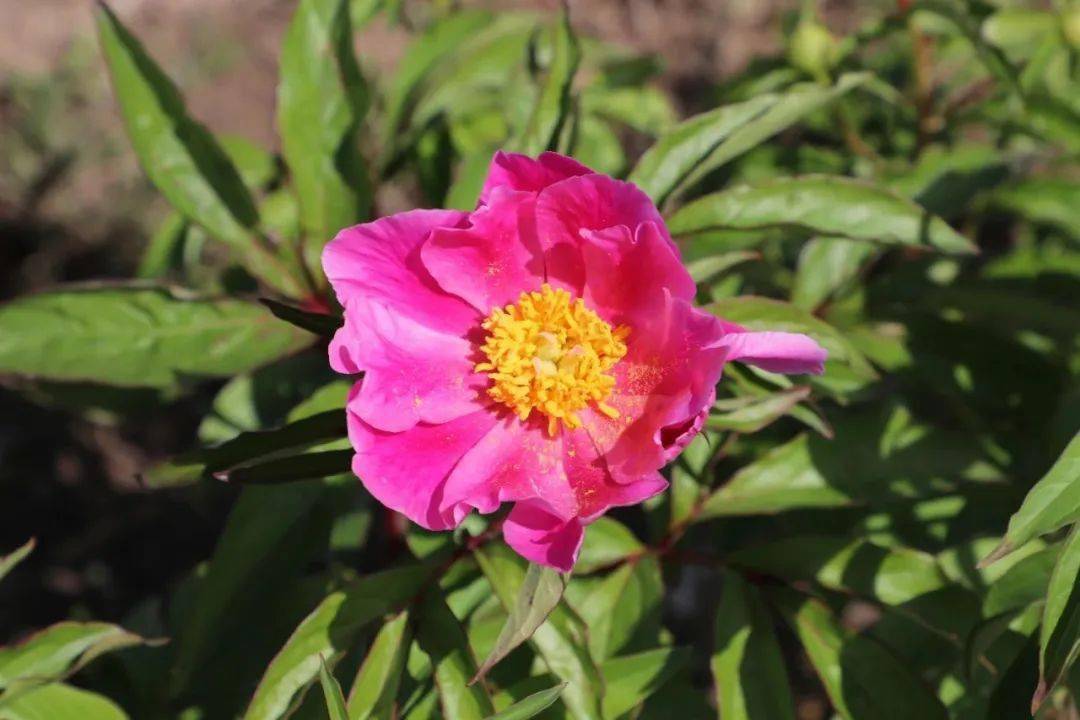 霍林郭勒市花c位出道两分钟云赏芍药之城