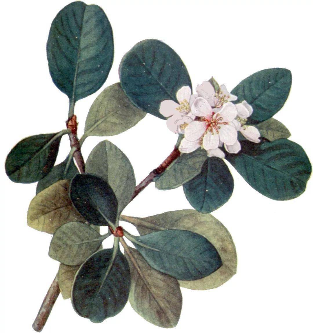 你要的拼贴风植物素材都在这里内附57组拼贴植物