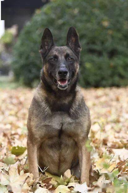 警犬克隆时代到来,能否打开工作犬新时代大门?