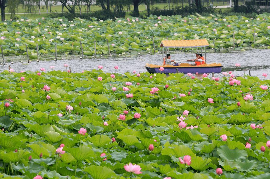 夏日赏荷攻略拿走不谢!最美的荷花在