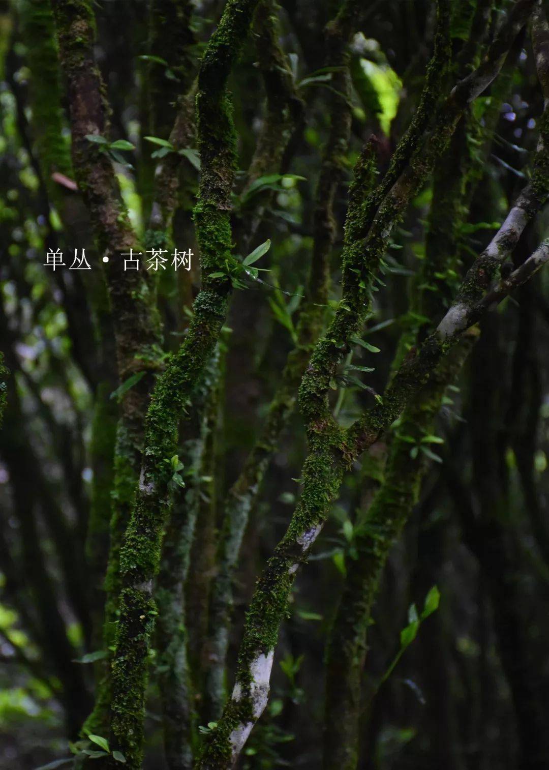 中国国宝单丛古树