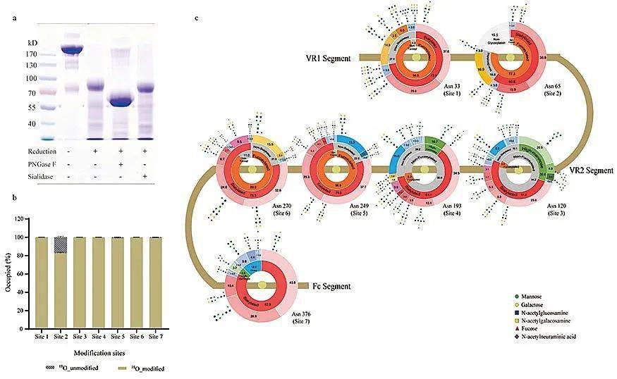 分析蛋白类药物复杂糖修饰鉴定与定量新技术