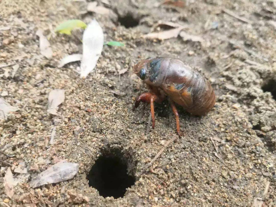 爬拉猴是营养价值极高的野生美味,深受市民喜爱.