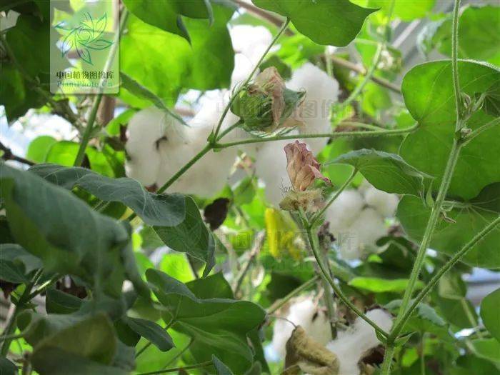 博物识珍融水苗族的民族植物文化