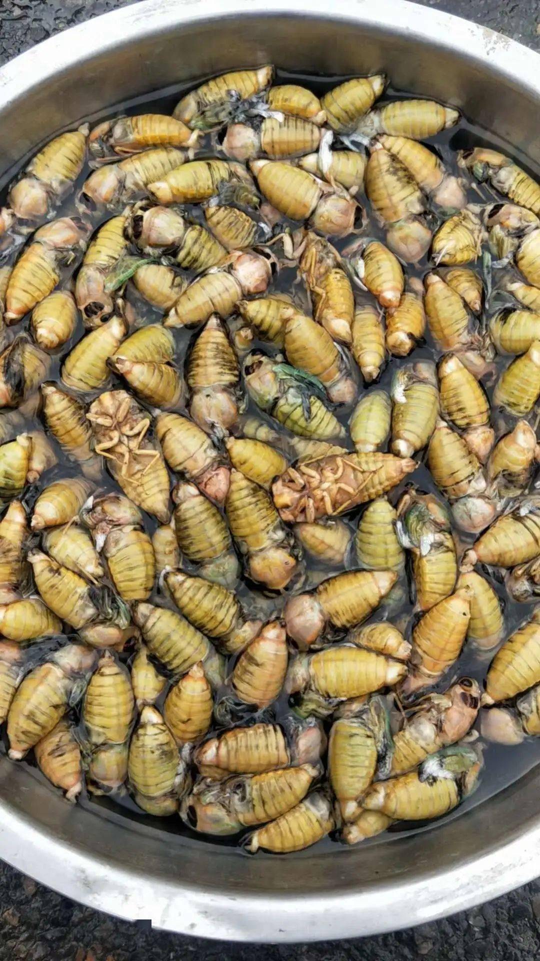 永城爬了猴上市啦85元斤价格真不便宜