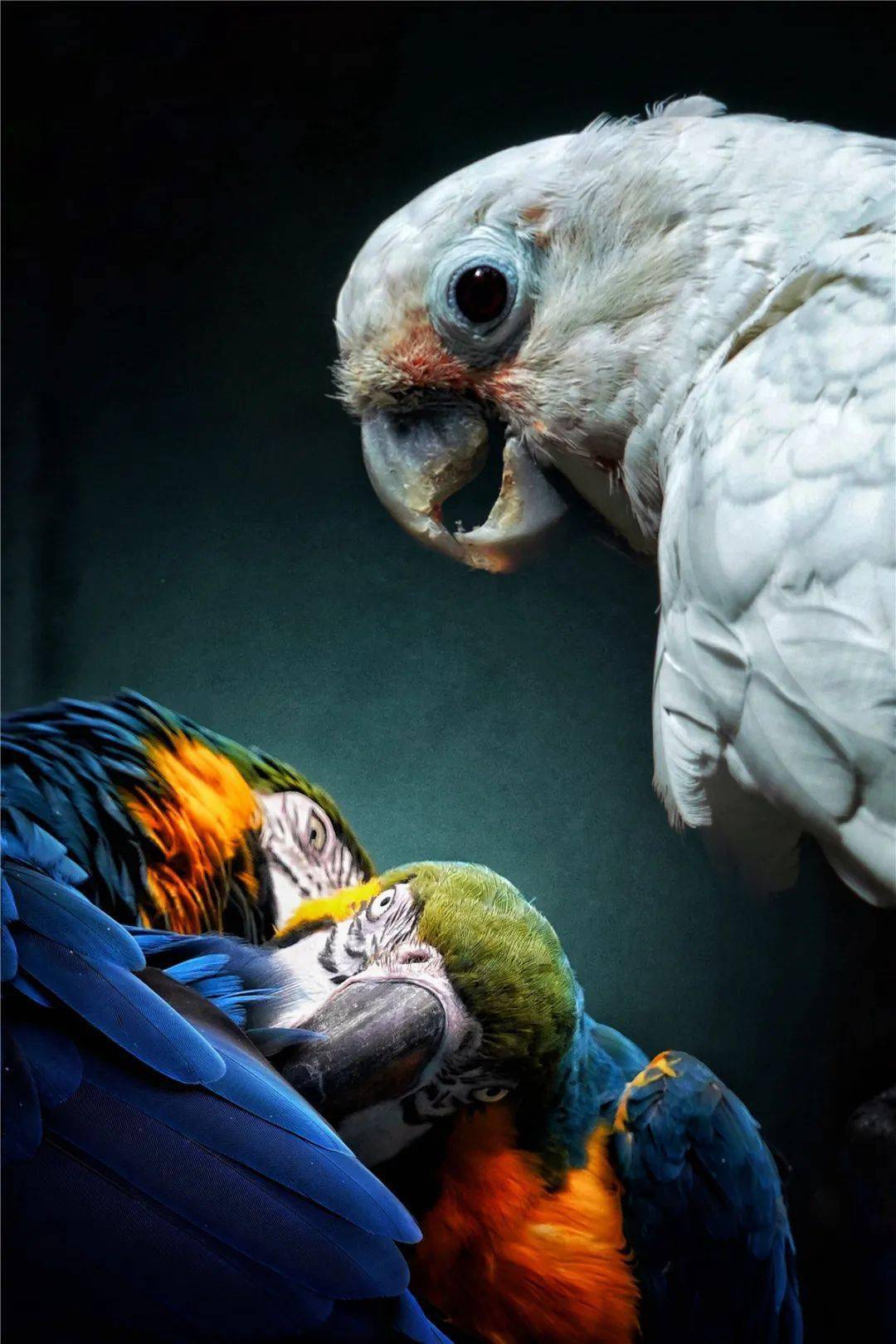 丰碑2020年度中国著名优秀摄影师第一届经典作品巡礼获奖名单第一组