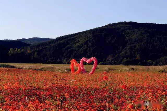 媒体看珲春重启防川花海笑迎八方来客