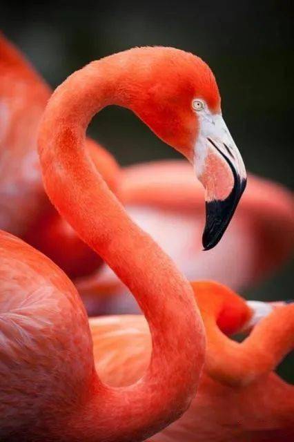 一些动物小知识,大自然很奇妙!