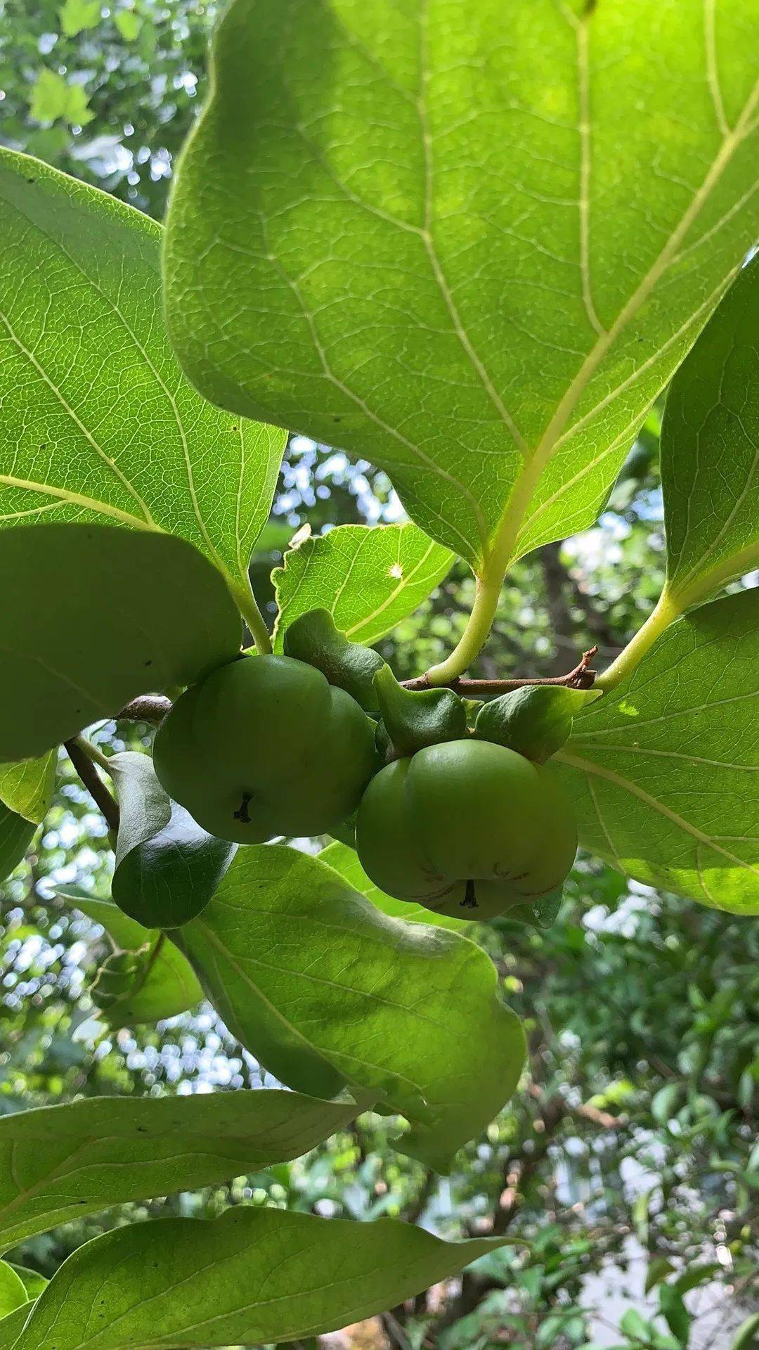 畢業季實地探訪盛夏的果實祝你收穫幸福與甜蜜