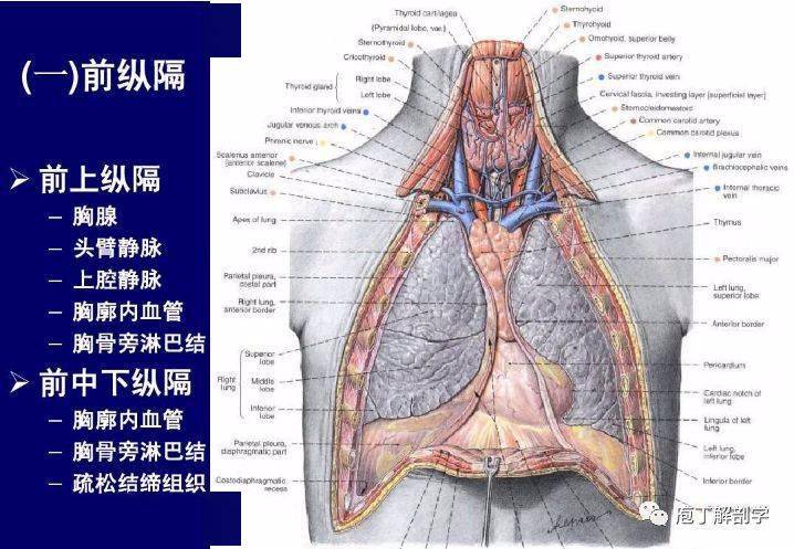 下纵隔又以心包的前,后面为界分为三部:心包前面与胸骨之间为前纵隔