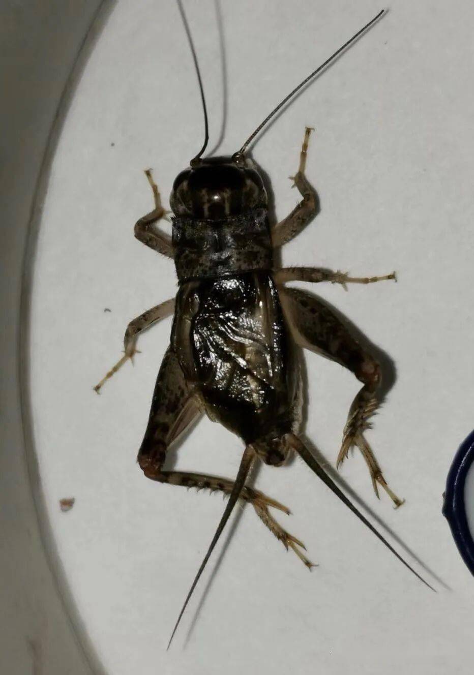 敞开话匣子:从蛐蛐的大格局谈起!_陆先生