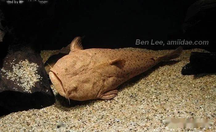 每天认识一种南美鱼79帝王鲸