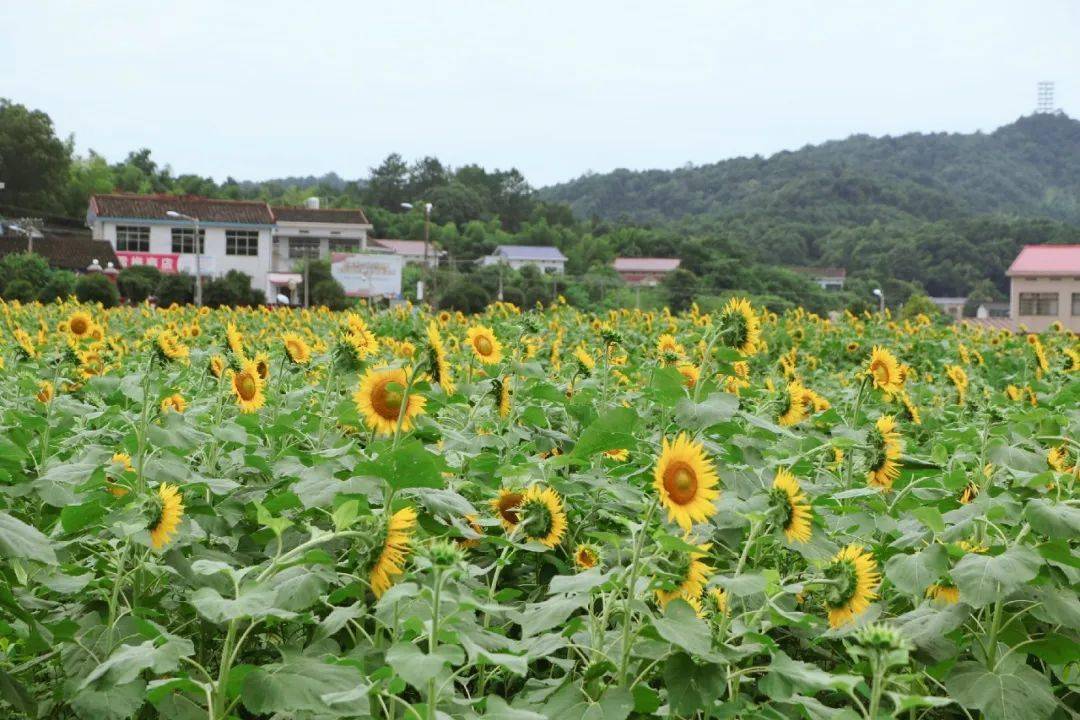 永川望城坡图片