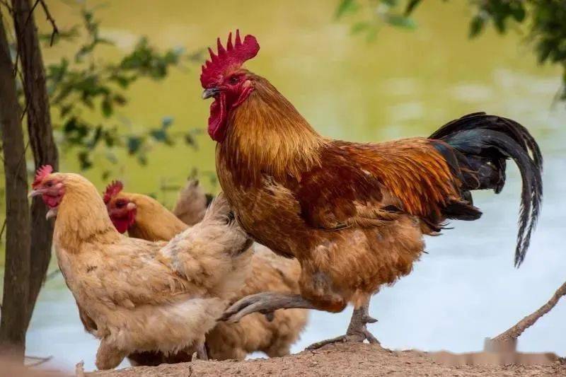 基地实行严格的生态养殖,1000多头的猪舍严禁外人进入,几千只土鸡散放