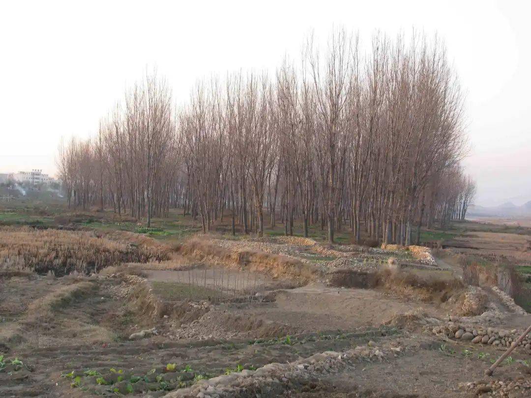 农村"土地搁荒"要追责了?