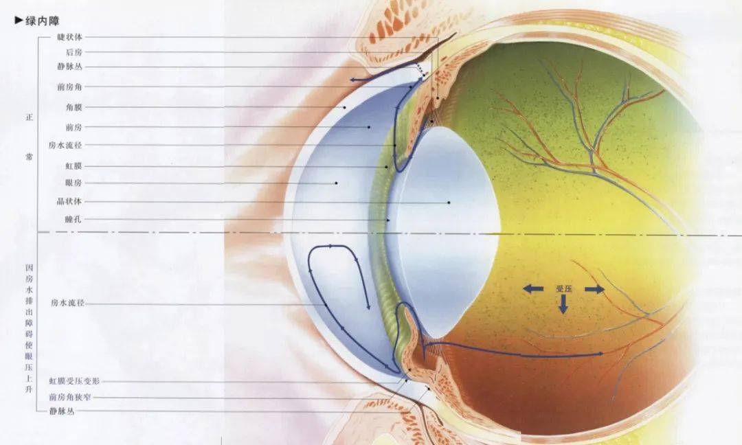 猫眼球解剖图图片