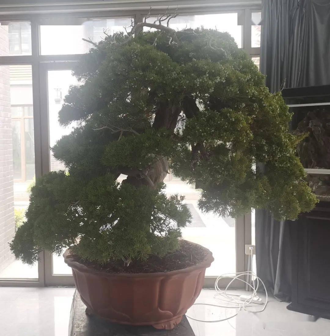 舍利的要领完成品树相作者和许辉会长与完成品合影作者和杨建与完成品