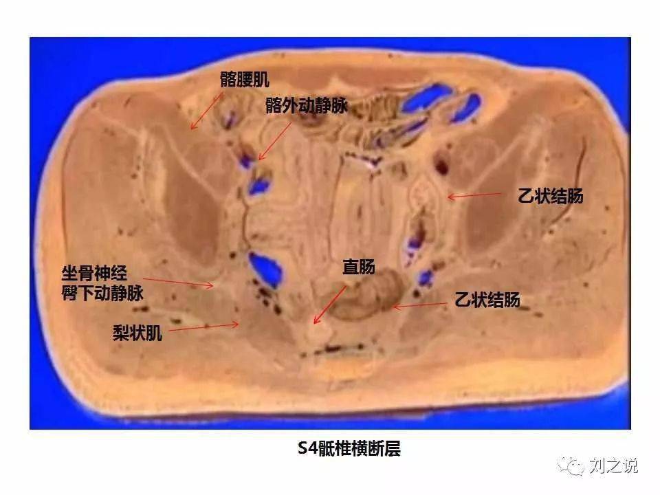 收藏必備男性盆腔斷層解剖