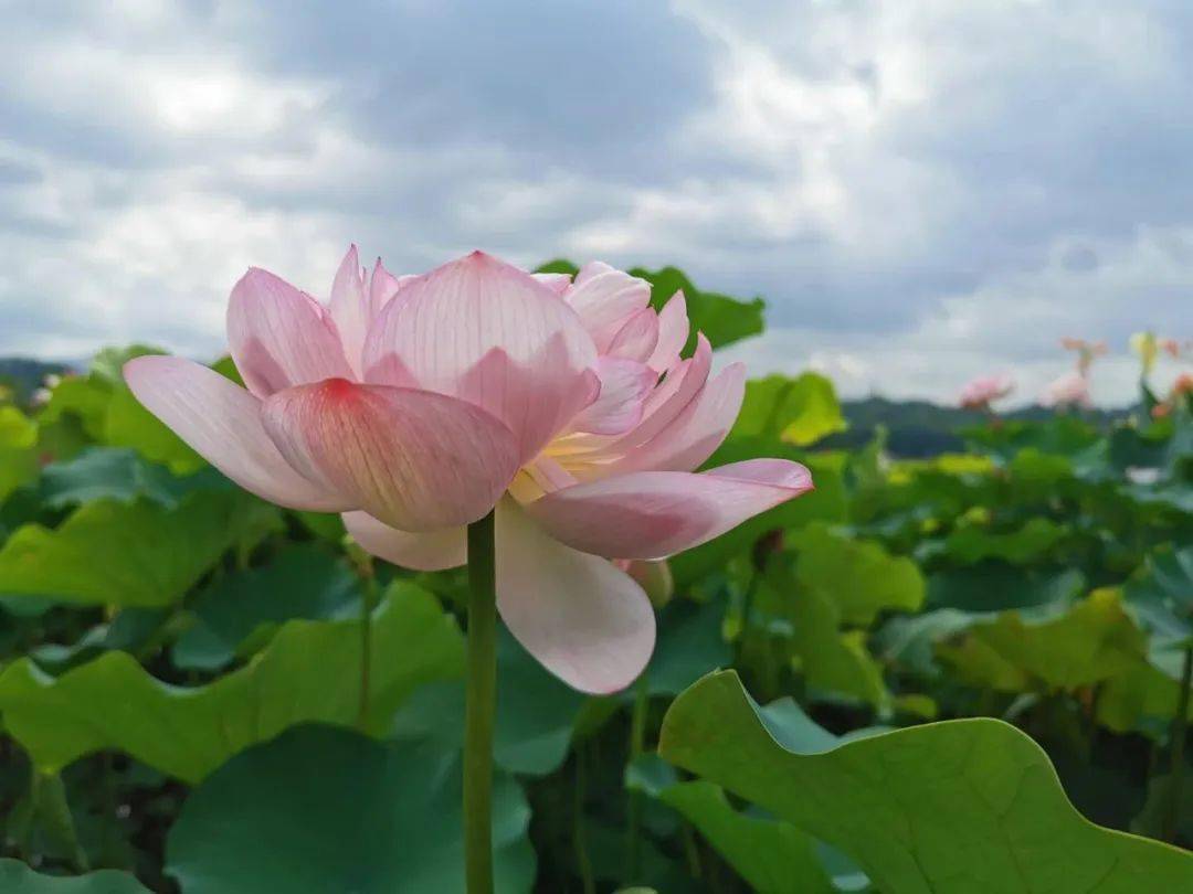 赏荷正当时!贵港荷美覃塘开园啦