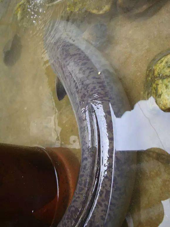 1.34米长,15斤重,我从没见过这么大的鳗鱼