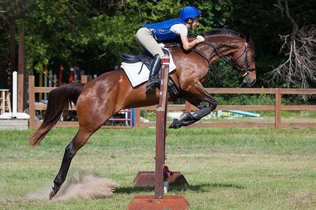 在骑乘训练中,骑手的声音对马有多重要