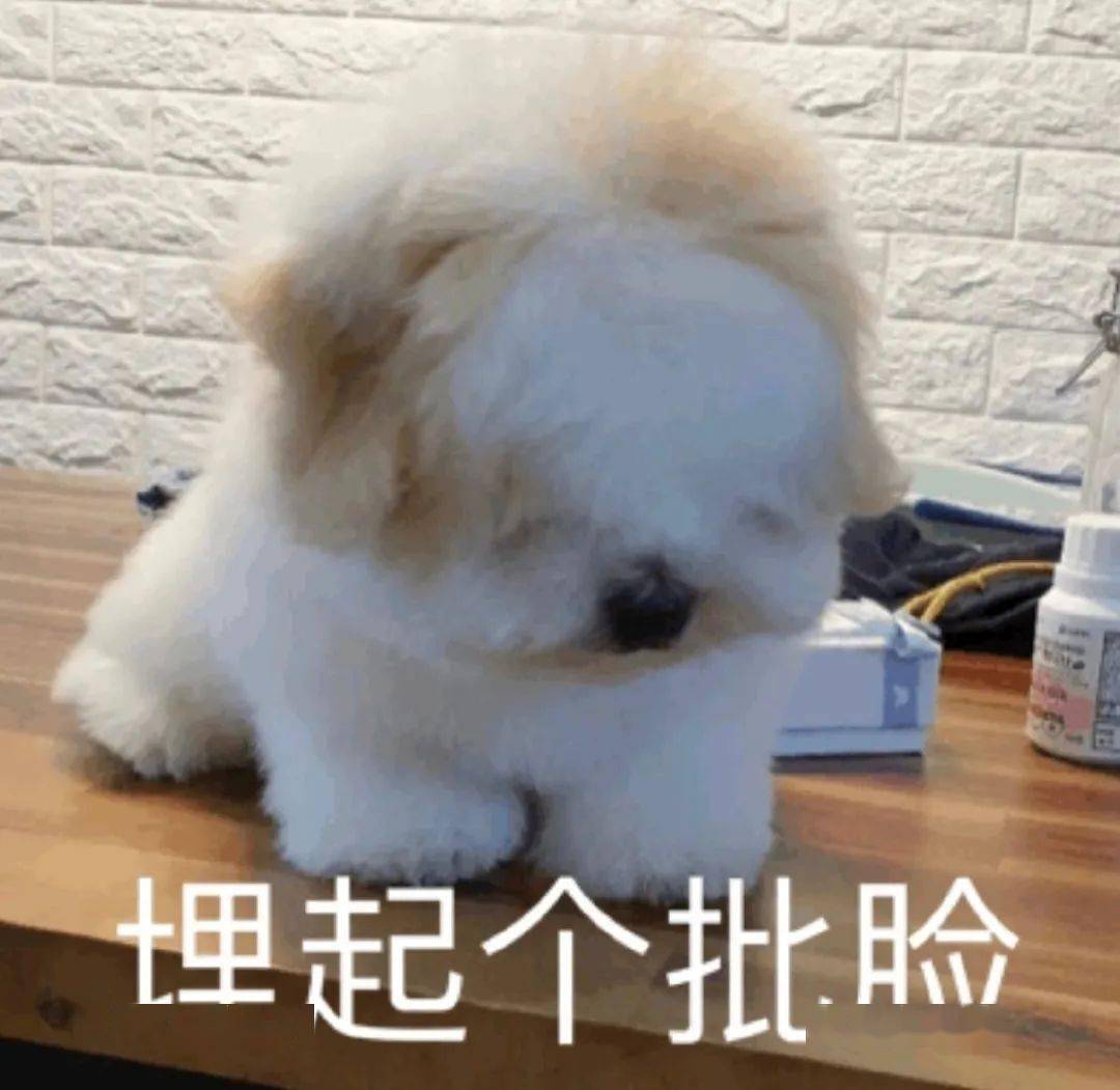 埋起个批脸(汪星人表情包)累了.