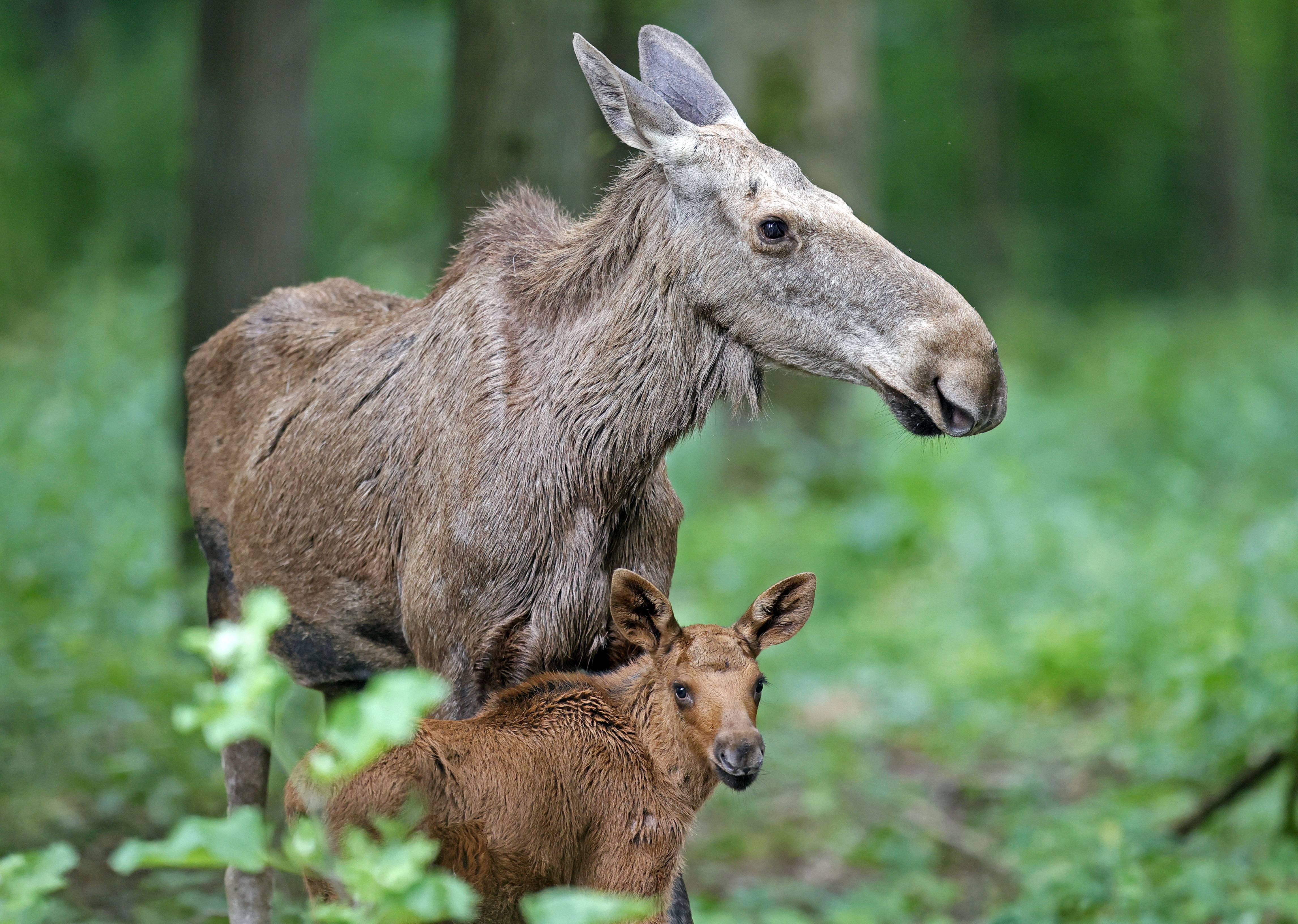 这是6月29日在德国巴特梅根特海姆野生动物园拍摄的驼鹿