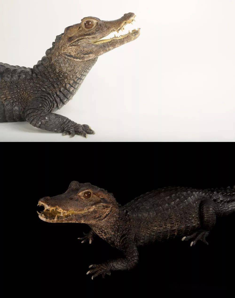 知识|鳄鱼-横跨2亿年的孑遗生物