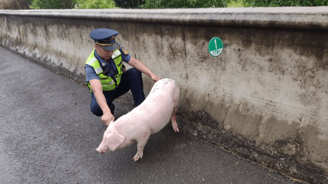 小猪建瓯高速上大撒欢,交通执法队员当起"赶猪倌"!