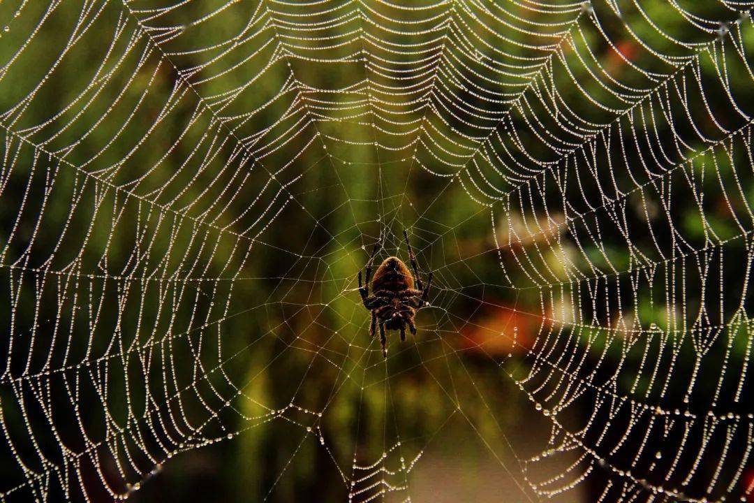 林徽因:蛛丝与梅花