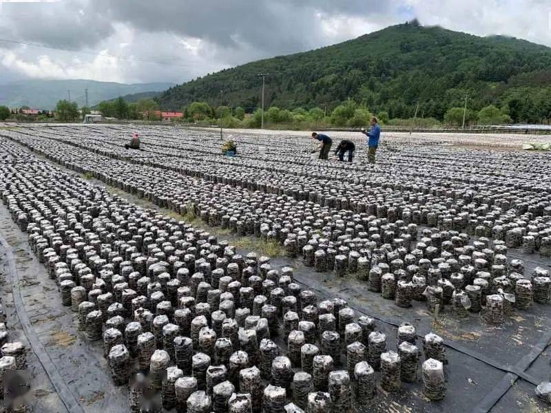 很多食用菌種植戶都到附近農村僱傭人工幫助採收木耳以緩解勞力不足