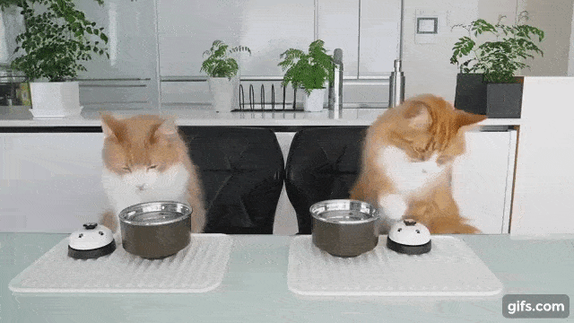 教猫做菜？日本美食博主靠猫爆红吸粉470w！