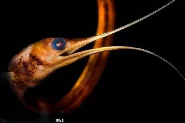 线鳗|@jason bradley线鳗科鱼类分布于各大洋中,大部分分布于海面下