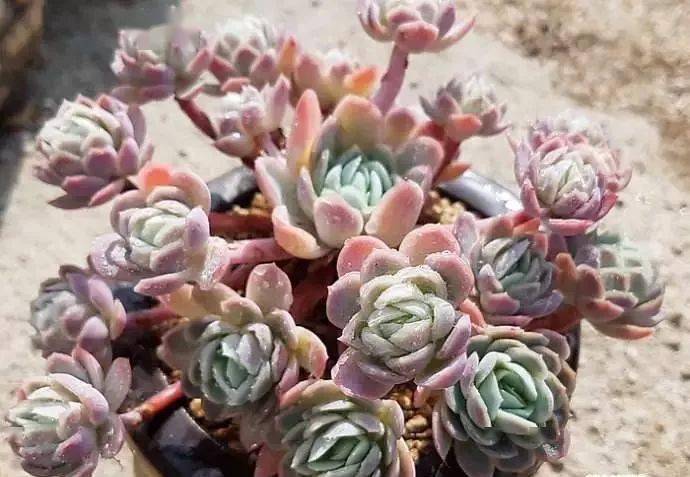 听说这10种多肉自带香气?你有没有闻到过?_香味