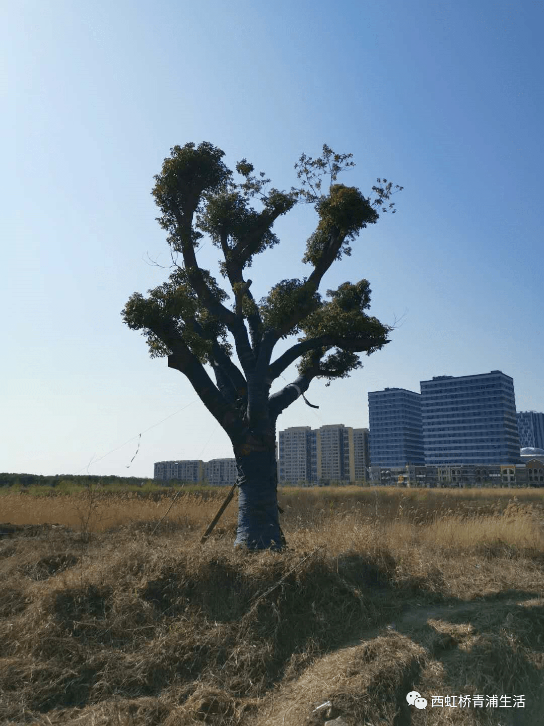 将新增一座体育公园青浦万达茂旁仅次于环城水系公园