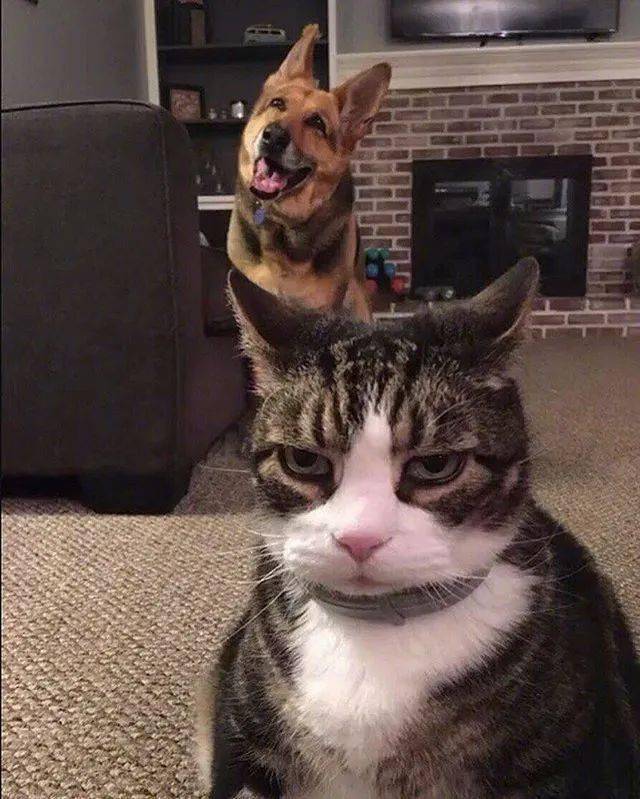 生气的猫和笑的狗图片