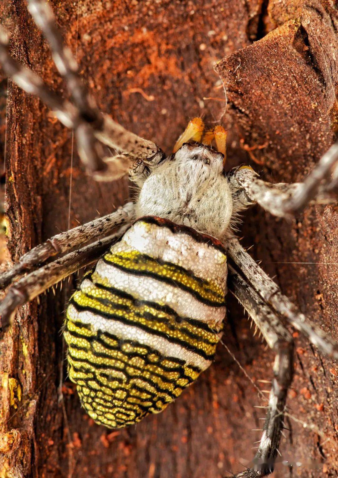 物种图册-好胜金蛛