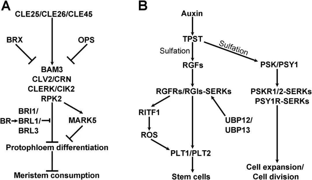 protein kinase-mediated signaling in controlling root meristem