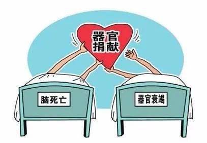 溫故知新解碼民法典人體組織和人體器官遺體等如何捐贈