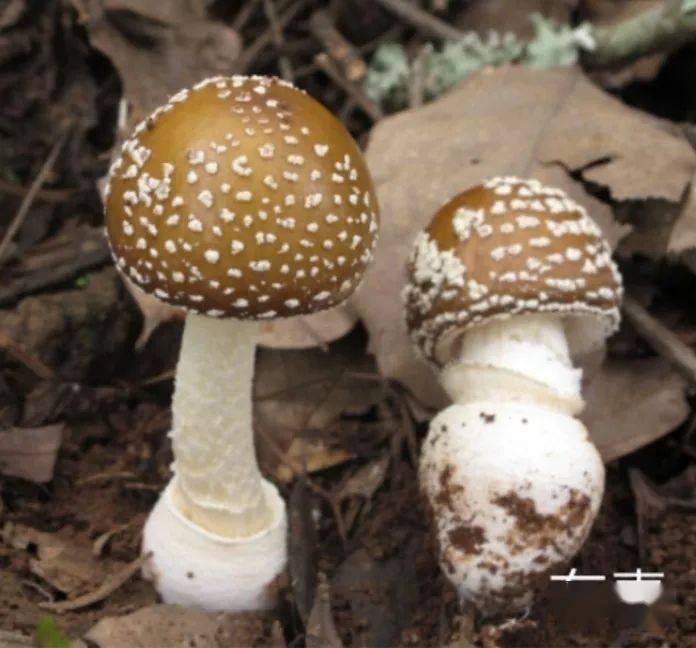 青褶伞(胃肠炎型)淡红鹅膏(肝损害型)拟灰花纹鹅膏(肝损害型)假淡红