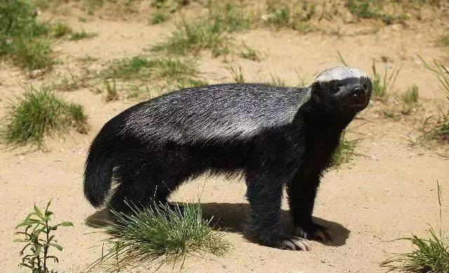平头哥蜜獾的天敌有哪些主要天敌是大型食肉动物狮子猎豹等