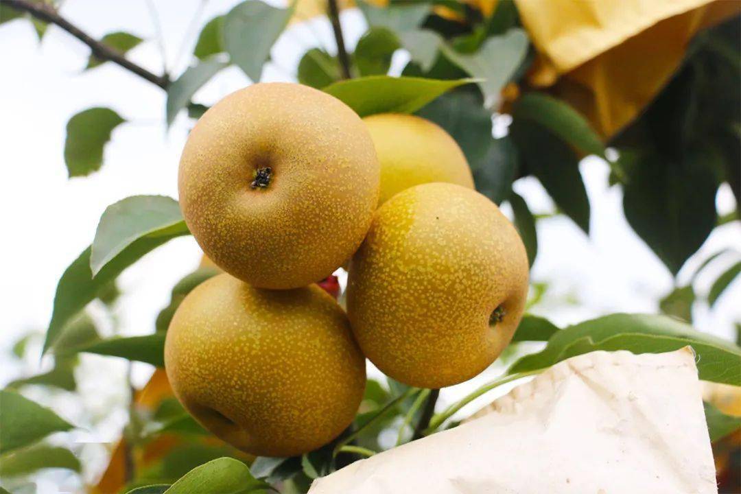 超好吃从小喝牛奶长大的梨原来是在肇庆这个长寿村种出来的