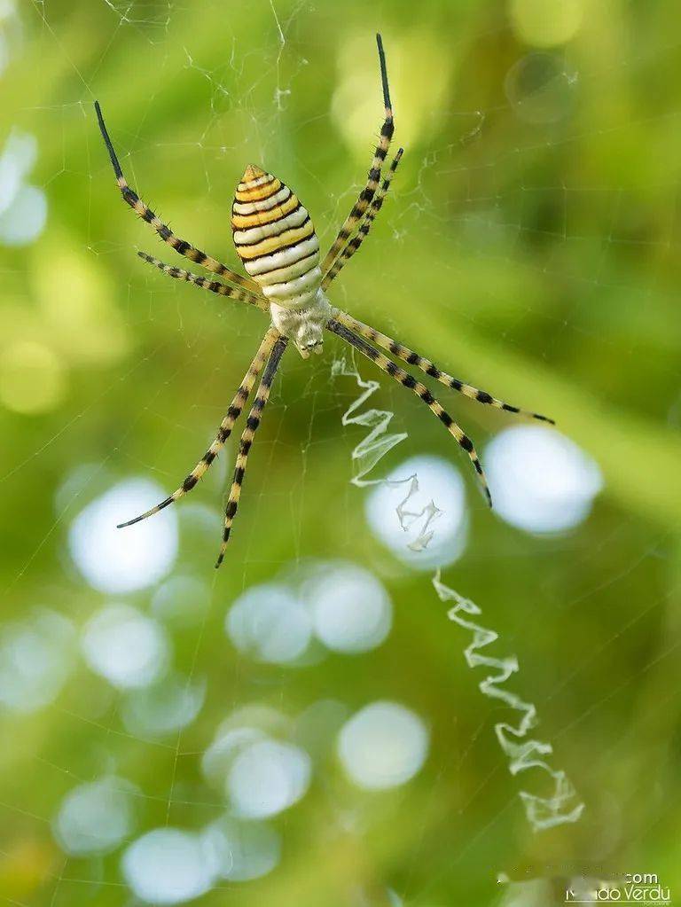 物种图册-好胜金蛛_aemula